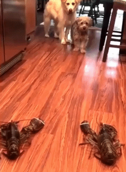 20 bức hình về hành động 'cute hột me' của thú cưng khiến ngày của bạn bớt nặng nề 20 bức hình về hành động 'cute hột me' của thú cưng khiến ngày của bạn bớt nặng nề