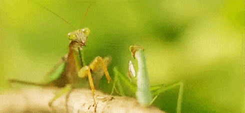 Ai bảo động vật ngây thơ, chúng thích chơi xấu và đối xử 'láo lếu' với bạn bè lắm đấy! Ai bảo động vật ngây thơ, chúng thích chơi xấu và đối xử 'láo lếu' với bạn bè lắm đấy!