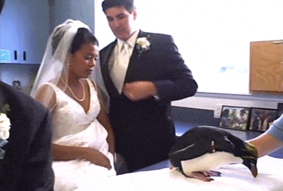 bear photobombs wedding 5b9a11d4ebc20 700