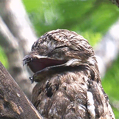Khám phá loài chim Potoo - 'Thánh meme' có gương mặt hờn dỗi cả thế giới Khám phá loài chim Potoo - 'Thánh meme' có gương mặt hờn dỗi cả thế giới