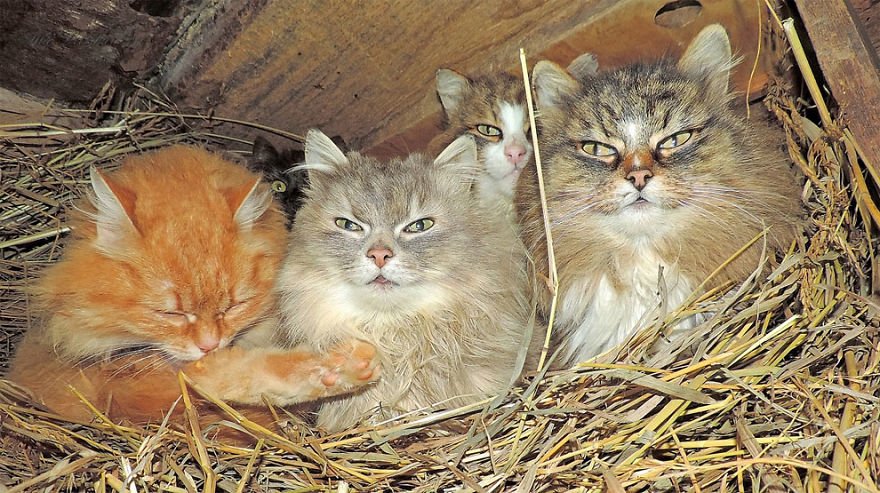 Ở ngoại ô Siberia tồn tại một 'Vùng đất mèo' ngỡ chỉ có trong truyền thuyết Ở ngoại ô Siberia tồn tại một 'Vùng đất mèo' ngỡ chỉ có trong truyền thuyết
