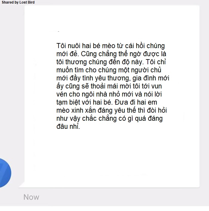 Anh chàng đồng tính bị từ chối cho nhận mèo và hành trình gian nan để tới với các 'boss' Anh chàng đồng tính bị từ chối cho nhận mèo và hành trình gian nan để tới với các 'boss'