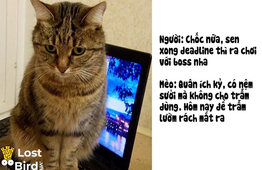 Từ điển tiếng Mèo cho các sen cuồng boss cuối cùng cũng ra mắt Từ điển tiếng Mèo cho các sen cuồng boss cuối cùng cũng ra mắt