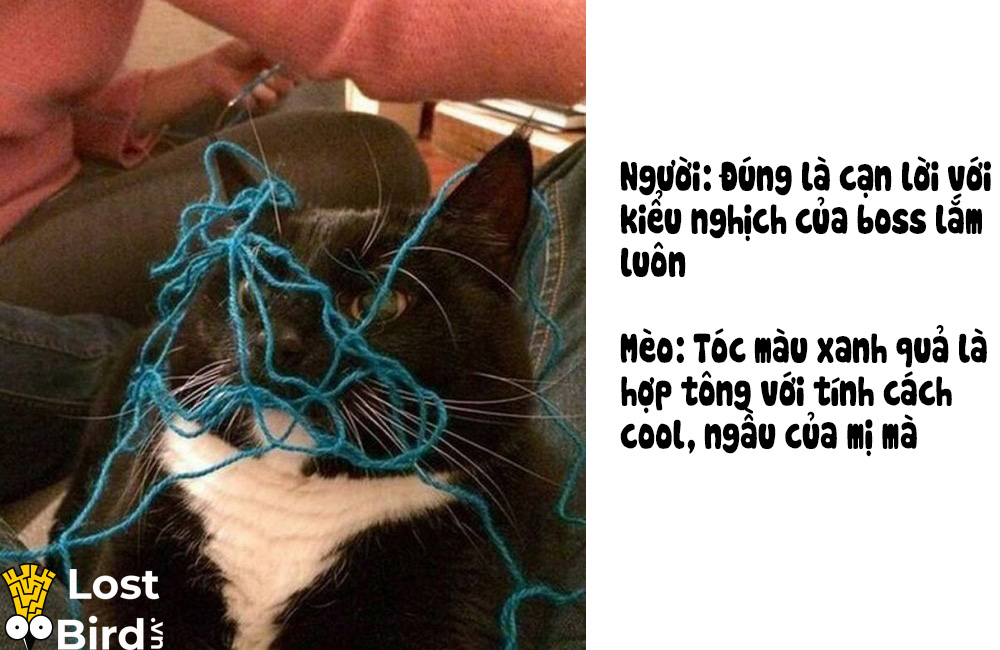 Từ điển tiếng Mèo cho các sen cuồng boss cuối cùng cũng ra mắt Từ điển tiếng Mèo cho các sen cuồng boss cuối cùng cũng ra mắt