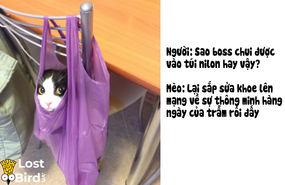 Từ điển tiếng Mèo cho các sen cuồng boss cuối cùng cũng ra mắt Từ điển tiếng Mèo cho các sen cuồng boss cuối cùng cũng ra mắt
