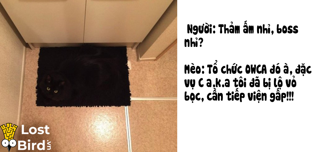 Từ điển tiếng Mèo cho các sen cuồng boss cuối cùng cũng ra mắt Từ điển tiếng Mèo cho các sen cuồng boss cuối cùng cũng ra mắt