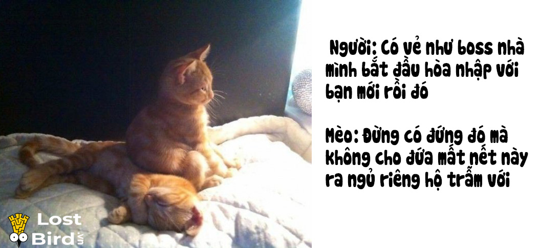 Từ điển tiếng Mèo cho các sen cuồng boss cuối cùng cũng ra mắt Từ điển tiếng Mèo cho các sen cuồng boss cuối cùng cũng ra mắt
