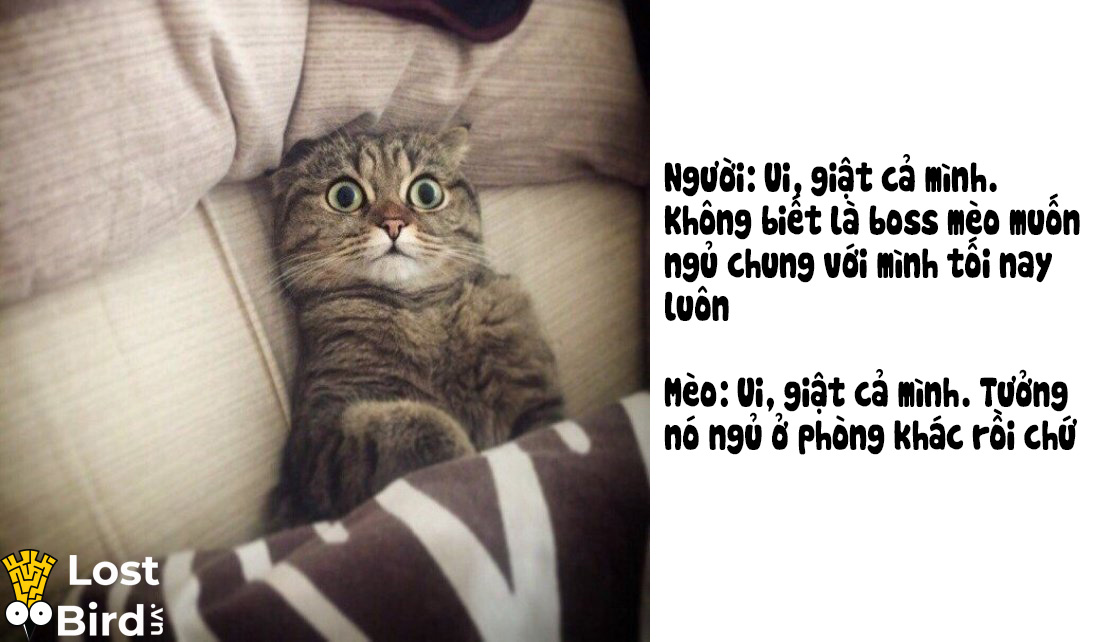 Từ điển tiếng Mèo cho các sen cuồng boss cuối cùng cũng ra mắt Từ điển tiếng Mèo cho các sen cuồng boss cuối cùng cũng ra mắt