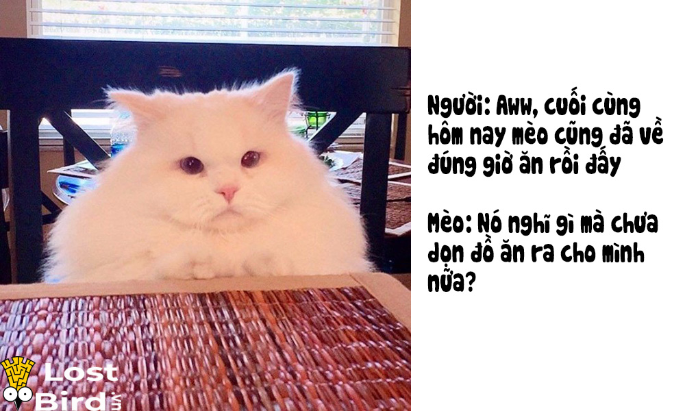 Từ điển tiếng Mèo cho các sen cuồng boss cuối cùng cũng ra mắt Từ điển tiếng Mèo cho các sen cuồng boss cuối cùng cũng ra mắt