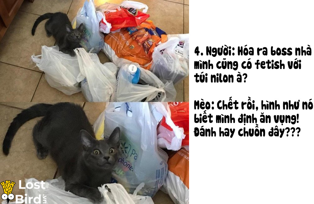 Từ điển tiếng Mèo cho các sen cuồng boss cuối cùng cũng ra mắt Từ điển tiếng Mèo cho các sen cuồng boss cuối cùng cũng ra mắt