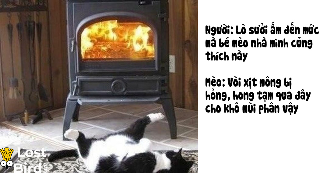 Từ điển tiếng Mèo cho các sen cuồng boss cuối cùng cũng ra mắt Từ điển tiếng Mèo cho các sen cuồng boss cuối cùng cũng ra mắt