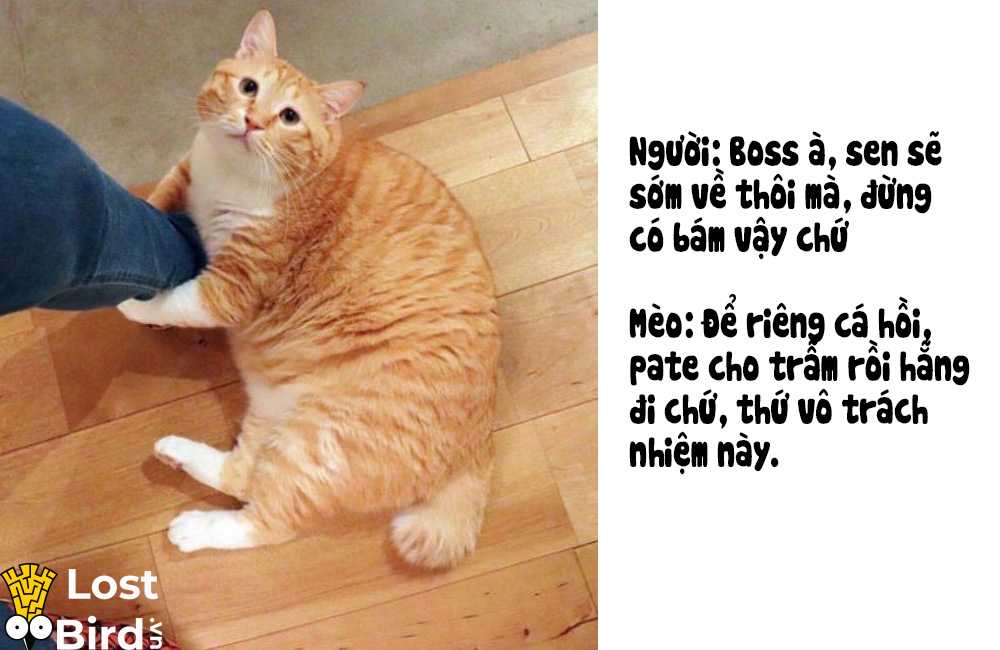 Từ điển tiếng Mèo cho các sen cuồng boss cuối cùng cũng ra mắt Từ điển tiếng Mèo cho các sen cuồng boss cuối cùng cũng ra mắt