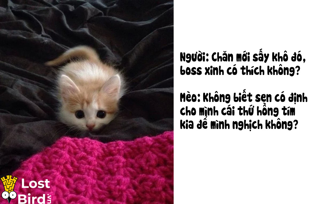 Từ điển tiếng Mèo cho các sen cuồng boss cuối cùng cũng ra mắt Từ điển tiếng Mèo cho các sen cuồng boss cuối cùng cũng ra mắt