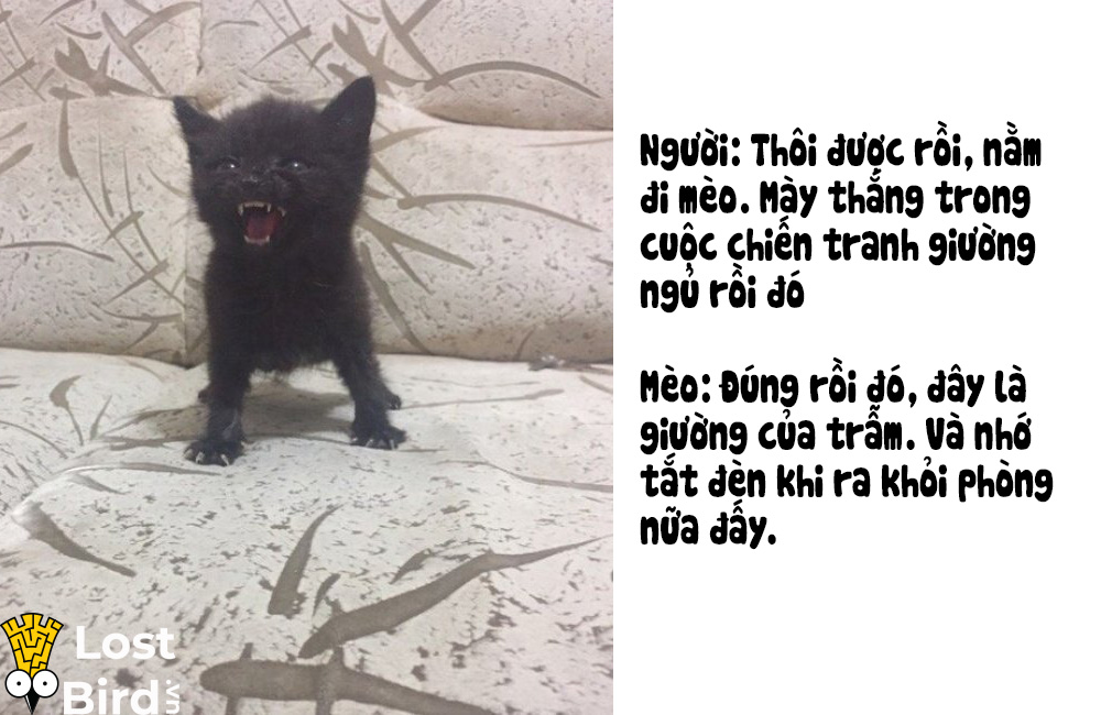 Từ điển tiếng Mèo cho các sen cuồng boss cuối cùng cũng ra mắt Từ điển tiếng Mèo cho các sen cuồng boss cuối cùng cũng ra mắt