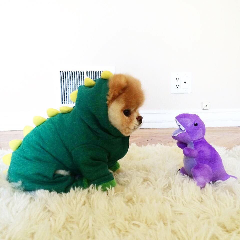 Boo - chú chó dễ thương nhất thế giới đã qua đời Boo - chú chó dễ thương nhất thế giới đã qua đời