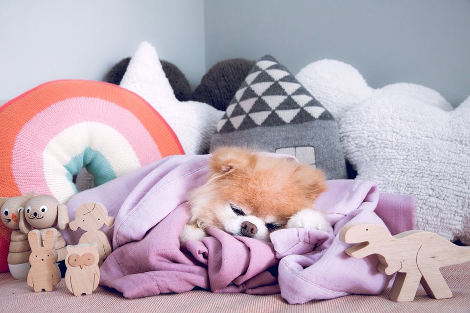 Boo - chú chó dễ thương nhất thế giới đã qua đời Boo - chú chó dễ thương nhất thế giới đã qua đời