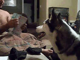 Loạt ảnh chứng minh Husky là loài chó 'ngáo' nhất quả đất Loạt ảnh chứng minh Husky là loài chó 'ngáo' nhất quả đất
