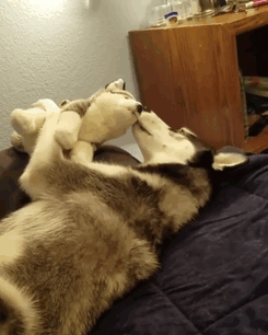 Loạt ảnh chứng minh Husky là loài chó 'ngáo' nhất quả đất Loạt ảnh chứng minh Husky là loài chó 'ngáo' nhất quả đất
