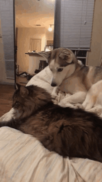 Loạt ảnh chứng minh Husky là loài chó 'ngáo' nhất quả đất Loạt ảnh chứng minh Husky là loài chó 'ngáo' nhất quả đất