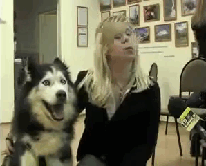 Loạt ảnh chứng minh Husky là loài chó 'ngáo' nhất quả đất Loạt ảnh chứng minh Husky là loài chó 'ngáo' nhất quả đất