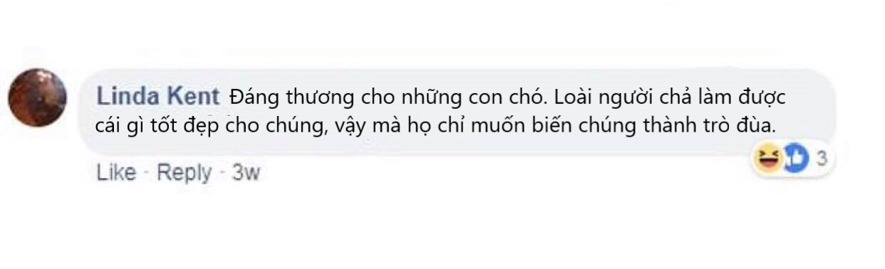 Phun nhũ lấp lánh vào 'cặp bi' của thú cưng - Trào lưu gây phẫn nộ cho những người yêu động vật Phun nhũ lấp lánh vào 'cặp bi' của thú cưng - Trào lưu gây phẫn nộ cho những người yêu động vật