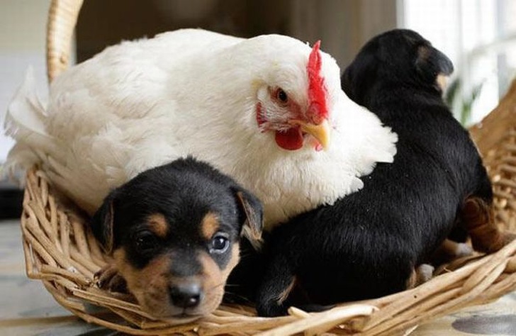 Gà mái chính là bà mẹ có tình thương yêu vô bờ bến nhất trong thế giới loài vật Gà mái chính là bà mẹ có tình thương yêu vô bờ bến nhất trong thế giới loài vật