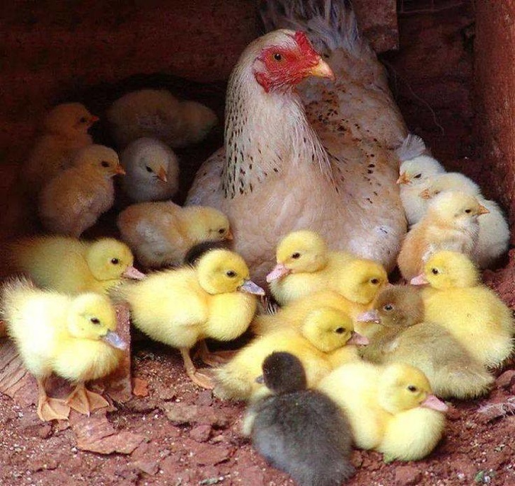 Gà mái chính là bà mẹ có tình thương yêu vô bờ bến nhất trong thế giới loài vật Gà mái chính là bà mẹ có tình thương yêu vô bờ bến nhất trong thế giới loài vật