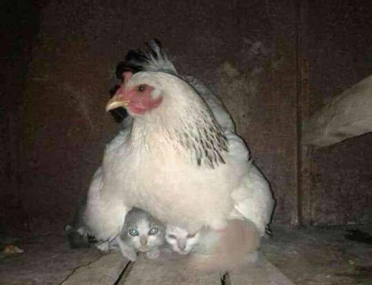 Gà mái chính là bà mẹ có tình thương yêu vô bờ bến nhất trong thế giới loài vật Gà mái chính là bà mẹ có tình thương yêu vô bờ bến nhất trong thế giới loài vật