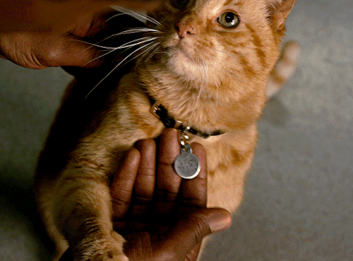 Những chú mèo muốn trở thành Goose của 'Captain Marvel': Sống trên đời ai chẳng có ước mơ Những chú mèo muốn trở thành Goose của 'Captain Marvel': Sống trên đời ai chẳng có ước mơ