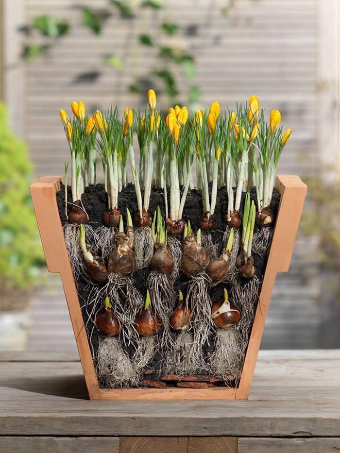Cắt đôi 30 vật thể để thấy cả 1 thế giới mở ra trước mắt Cắt đôi 30 vật thể để thấy cả 1 thế giới mở ra trước mắt