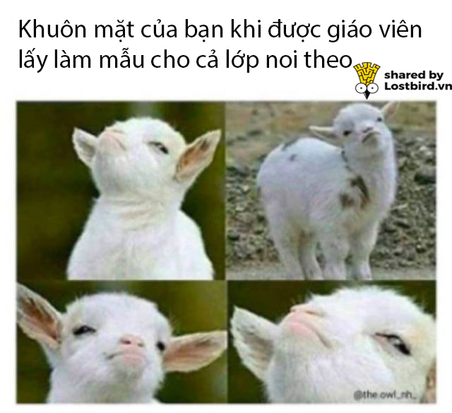 Tuyển tập meme hài hước tái hiện lại những nỗi khổ của học sinh khi đi học Tuyển tập meme hài hước tái hiện lại những nỗi khổ của học sinh khi đi học