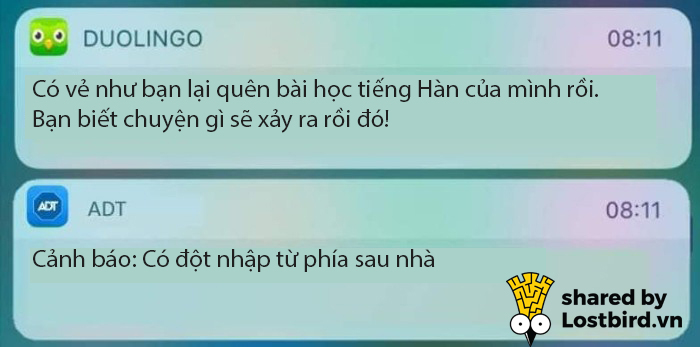 25 meme hài hước về chú cú nhắc học bài của Duolingo 25 meme hài hước về chú cú nhắc học bài của Duolingo