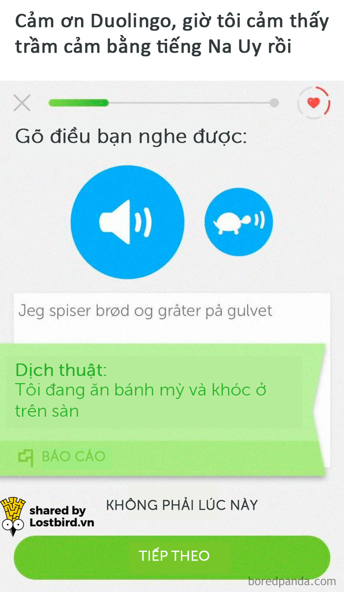 25 meme hài hước về chú cú nhắc học bài của Duolingo 25 meme hài hước về chú cú nhắc học bài của Duolingo
