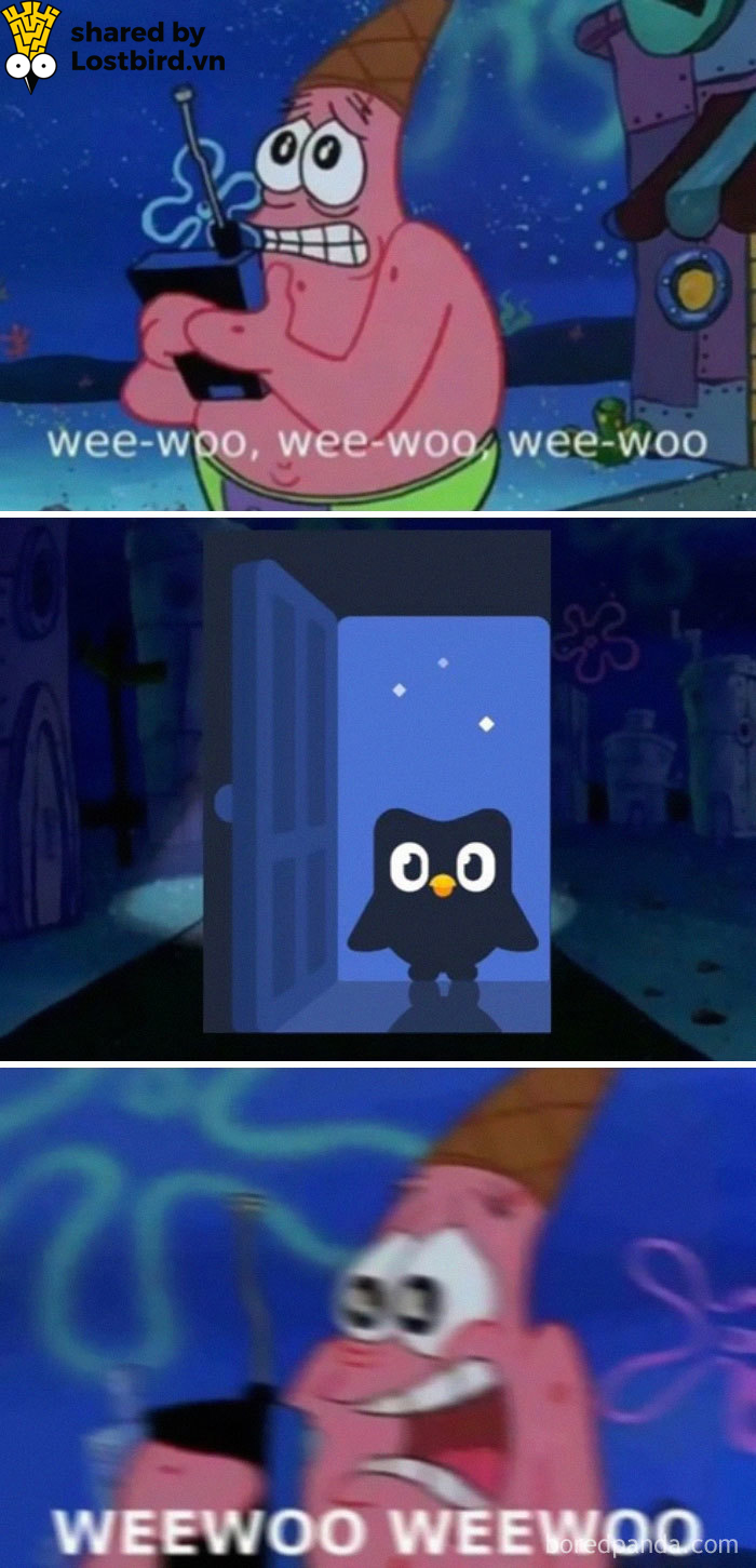 25 meme hài hước về chú cú nhắc học bài của Duolingo 25 meme hài hước về chú cú nhắc học bài của Duolingo