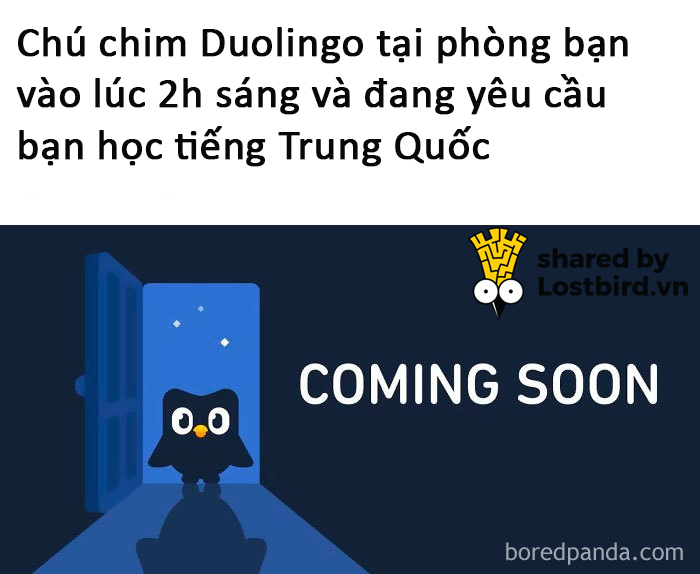 25 meme hài hước về chú cú nhắc học bài của Duolingo 25 meme hài hước về chú cú nhắc học bài của Duolingo