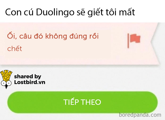 25 meme hài hước về chú cú nhắc học bài của Duolingo 25 meme hài hước về chú cú nhắc học bài của Duolingo