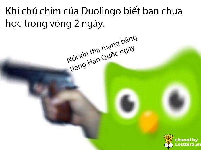 25 meme hài hước về chú cú nhắc học bài của Duolingo 25 meme hài hước về chú cú nhắc học bài của Duolingo