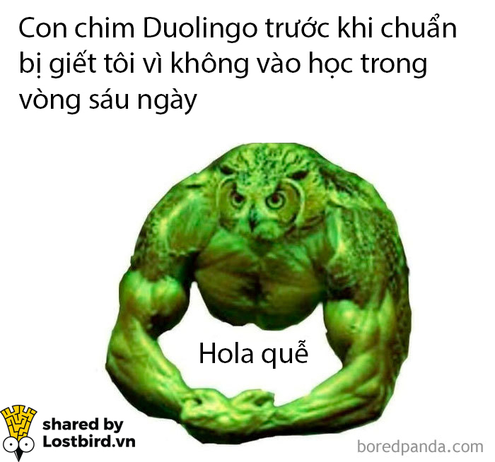 25 meme hài hước về chú cú nhắc học bài của Duolingo 25 meme hài hước về chú cú nhắc học bài của Duolingo