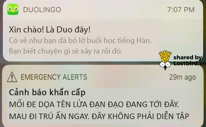 25 meme hài hước về chú cú nhắc học bài của Duolingo 25 meme hài hước về chú cú nhắc học bài của Duolingo