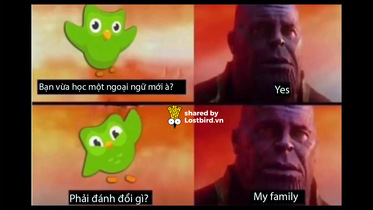 25 meme hài hước về chú cú nhắc học bài của Duolingo 25 meme hài hước về chú cú nhắc học bài của Duolingo