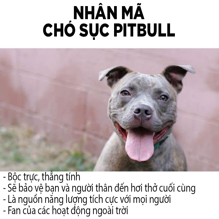Các chòm sao sẽ tương ứng với giống chó nào? Các chòm sao sẽ tương ứng với giống chó nào?
