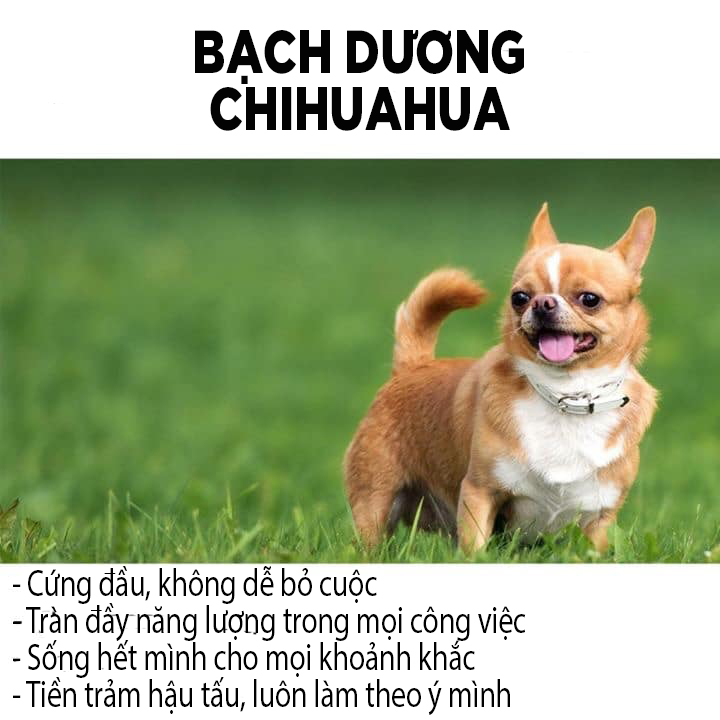 Các chòm sao sẽ tương ứng với giống chó nào? Các chòm sao sẽ tương ứng với giống chó nào?