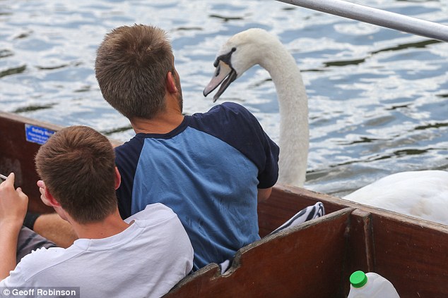 Chiêm ngưỡng gia đình 3 đời thiên nga 'cục súc', bảo kê cả nhánh sông Cambridge Chiêm ngưỡng gia đình 3 đời thiên nga 'cục súc', bảo kê cả nhánh sông Cambridge