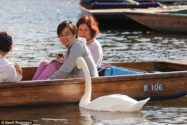 Chiêm ngưỡng gia đình 3 đời thiên nga 'cục súc', bảo kê cả nhánh sông Cambridge Chiêm ngưỡng gia đình 3 đời thiên nga 'cục súc', bảo kê cả nhánh sông Cambridge