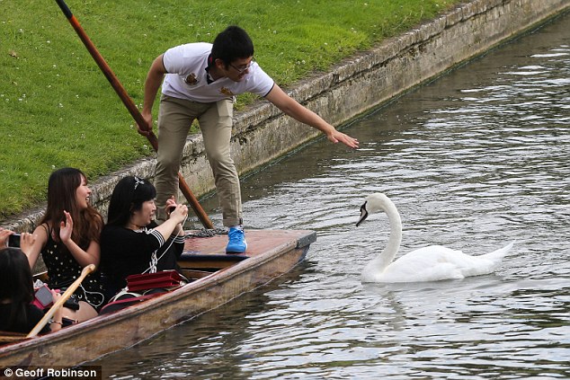 Chiêm ngưỡng gia đình 3 đời thiên nga 'cục súc', bảo kê cả nhánh sông Cambridge Chiêm ngưỡng gia đình 3 đời thiên nga 'cục súc', bảo kê cả nhánh sông Cambridge