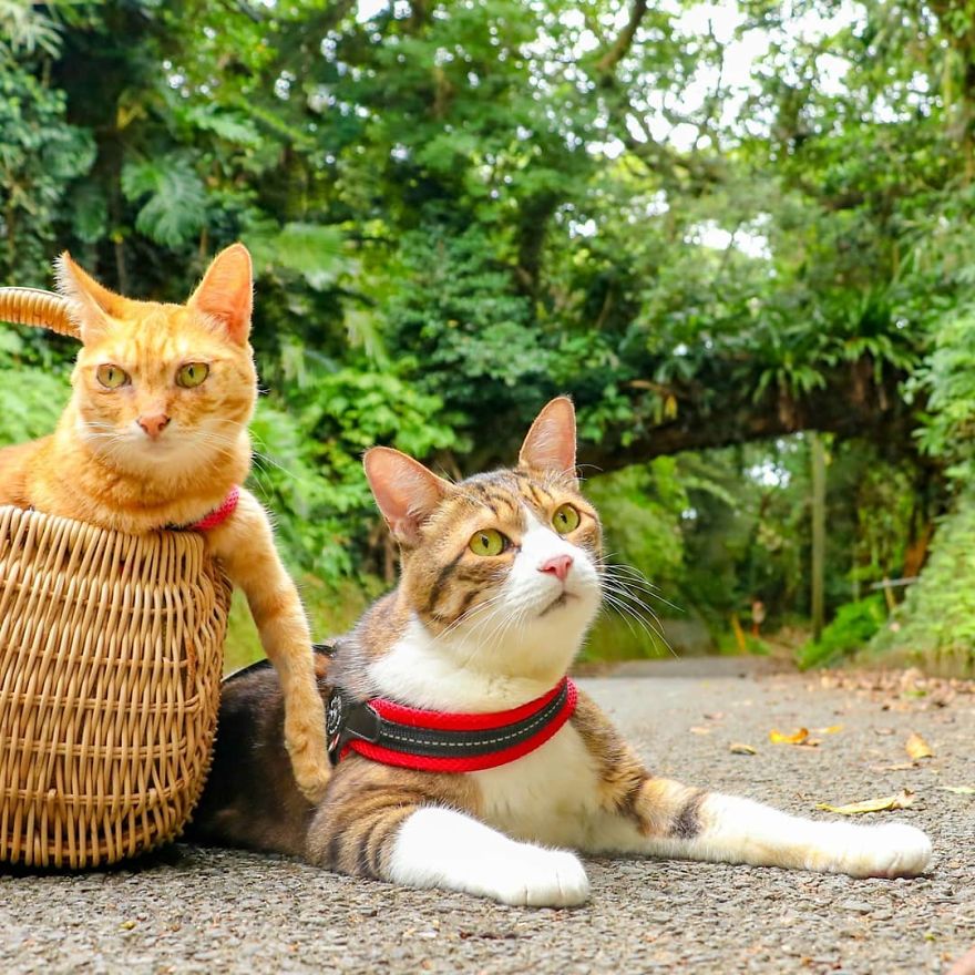 'Sen' Nhật thu hút hàng nghìn người theo dõi trên Instagram khi du hí suốt 8 năm với hai boss mèo 'Sen' Nhật thu hút hàng nghìn người theo dõi trên Instagram khi du hí suốt 8 năm với hai boss mèo