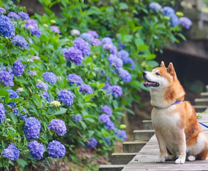 Tan chảy trước hình ảnh đáng yêu muốn xỉu của Hachi - chú chó yêu hoa Tan chảy trước hình ảnh đáng yêu muốn xỉu của Hachi - chú chó yêu hoa