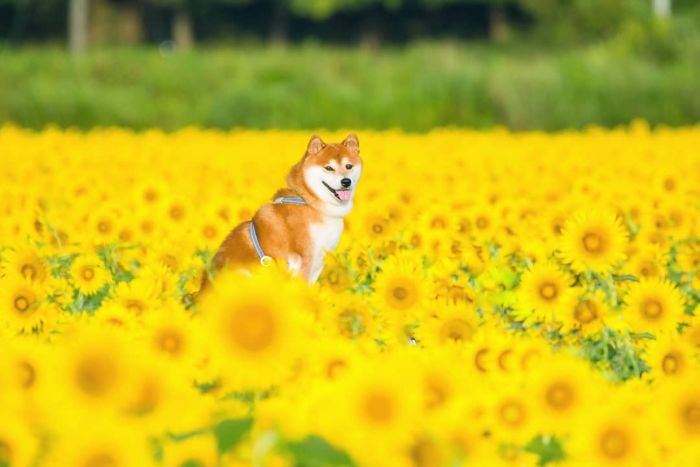 Tan chảy trước hình ảnh đáng yêu muốn xỉu của Hachi - chú chó yêu hoa Tan chảy trước hình ảnh đáng yêu muốn xỉu của Hachi - chú chó yêu hoa