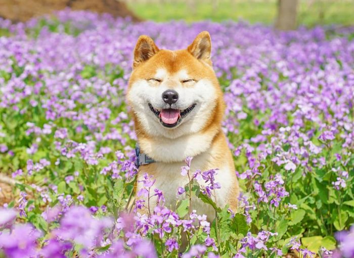 Tan chảy trước hình ảnh đáng yêu muốn xỉu của Hachi - chú chó yêu hoa Tan chảy trước hình ảnh đáng yêu muốn xỉu của Hachi - chú chó yêu hoa