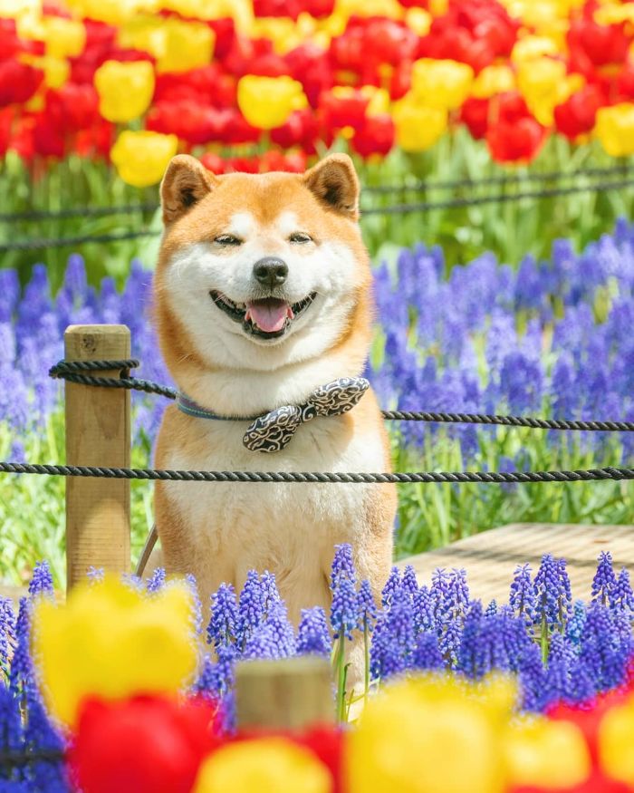 Tan chảy trước hình ảnh đáng yêu muốn xỉu của Hachi - chú chó yêu hoa Tan chảy trước hình ảnh đáng yêu muốn xỉu của Hachi - chú chó yêu hoa